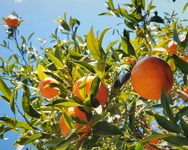 An orange tree under the sunlight