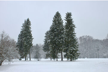 A scenic snowy landscape of wintry trees 