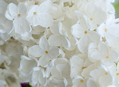 An abundance of white florals